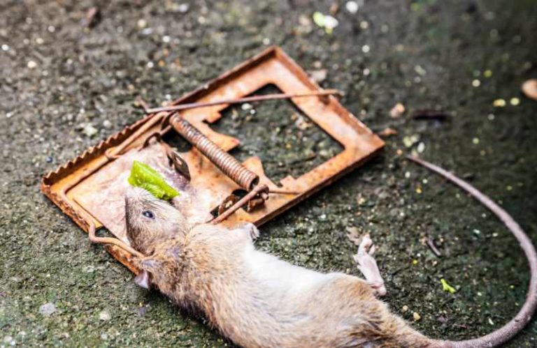 Comment se débarrasser des rats dans une maison ? - Conseils Maison