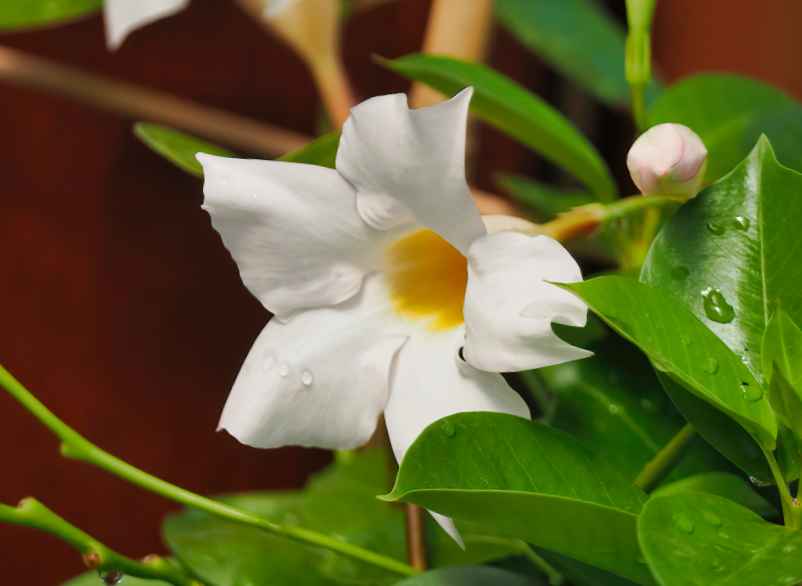 Le jasmin pour un parfum envoûtant dans votre intérieur