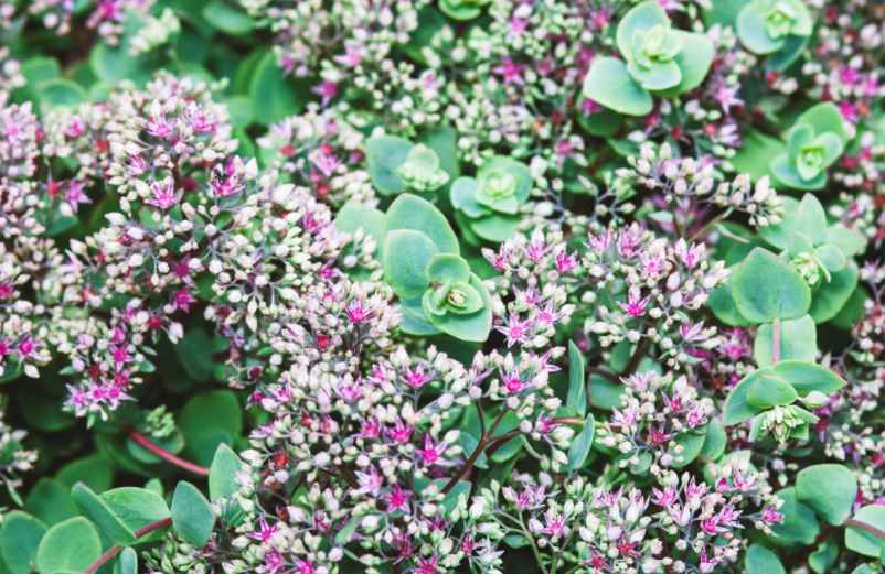 Notre sélection des meilleures vivaces pour un jardin éclatant sans entretien