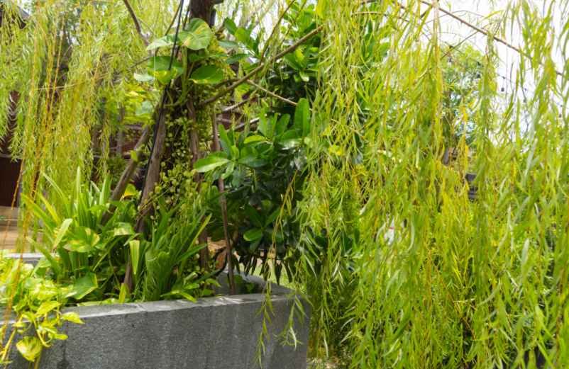Plantes brise-vue en bac : les variétés qui poussent vite et cachent