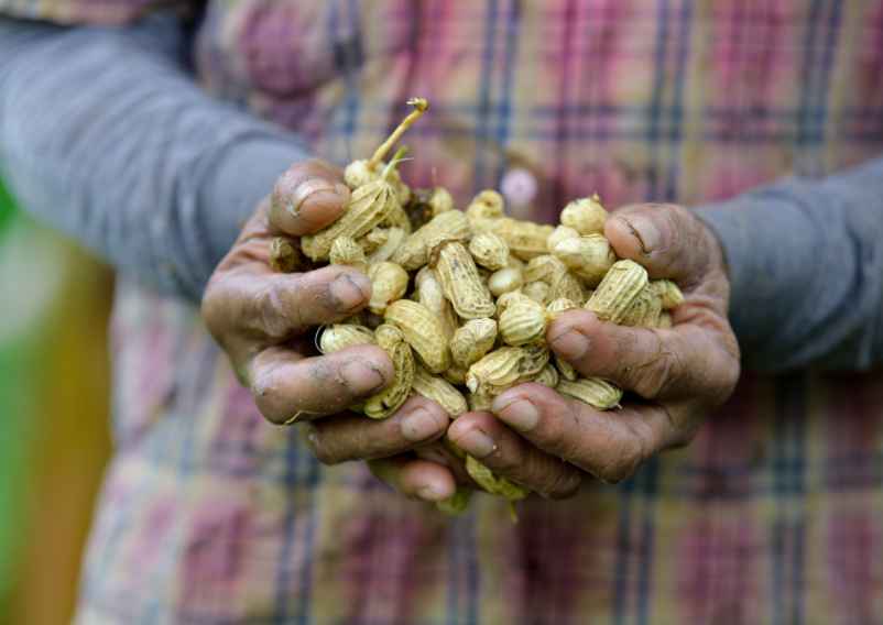 Faire pousser les cacahuètes : Conseils de culture et d’entretien