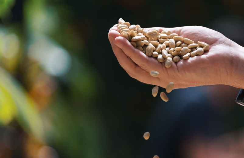 Quelle est la particularité de la cacahuète ?