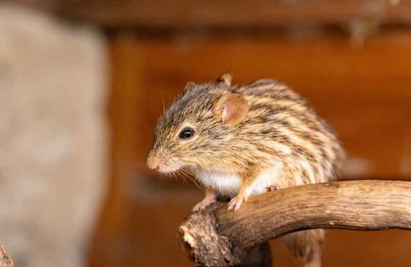 Pourquoi les souris s’installent dans la maison ? Conseils Maison Citoyens