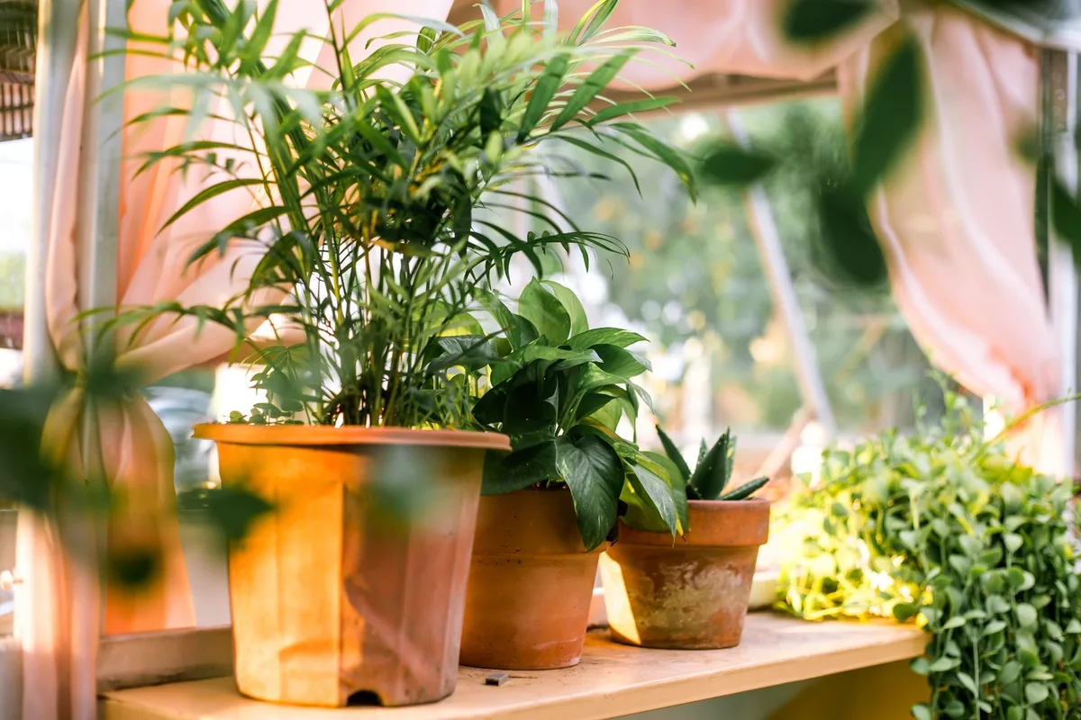 Plantes d'intérieur variées en pots sur table et étagère dans un salon lumineux