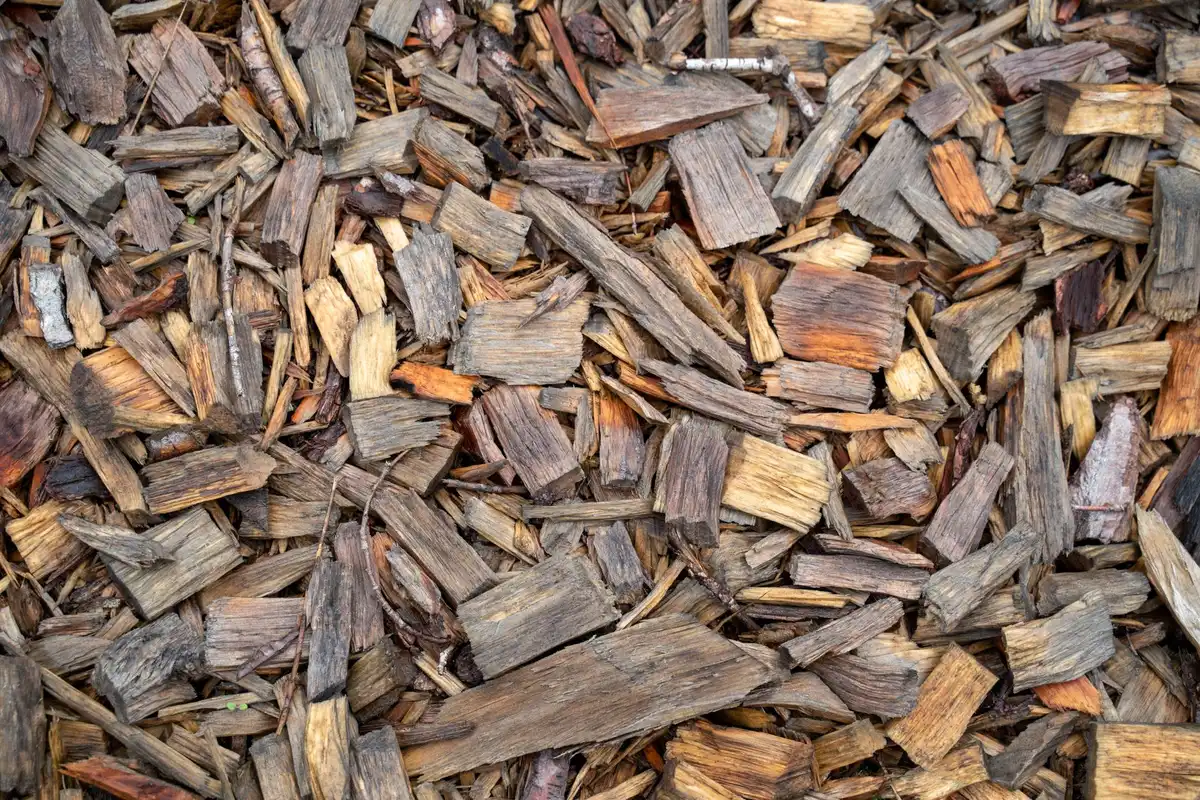 Tondeuse broyant des feuilles mortes en petits confettis pour le compostage