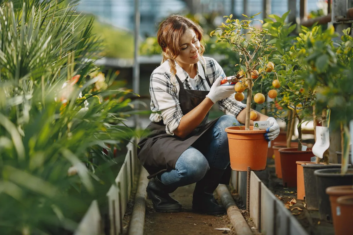 Jeune pommier nain planté dans un jardin avec support tuteur
