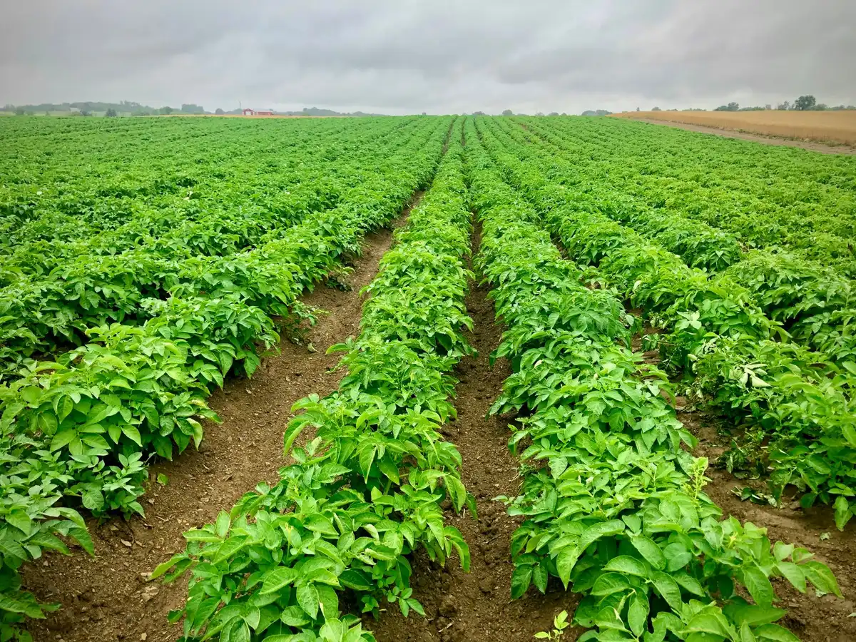 Buttage des plants de pommes de terre avec ajout de terre et compost