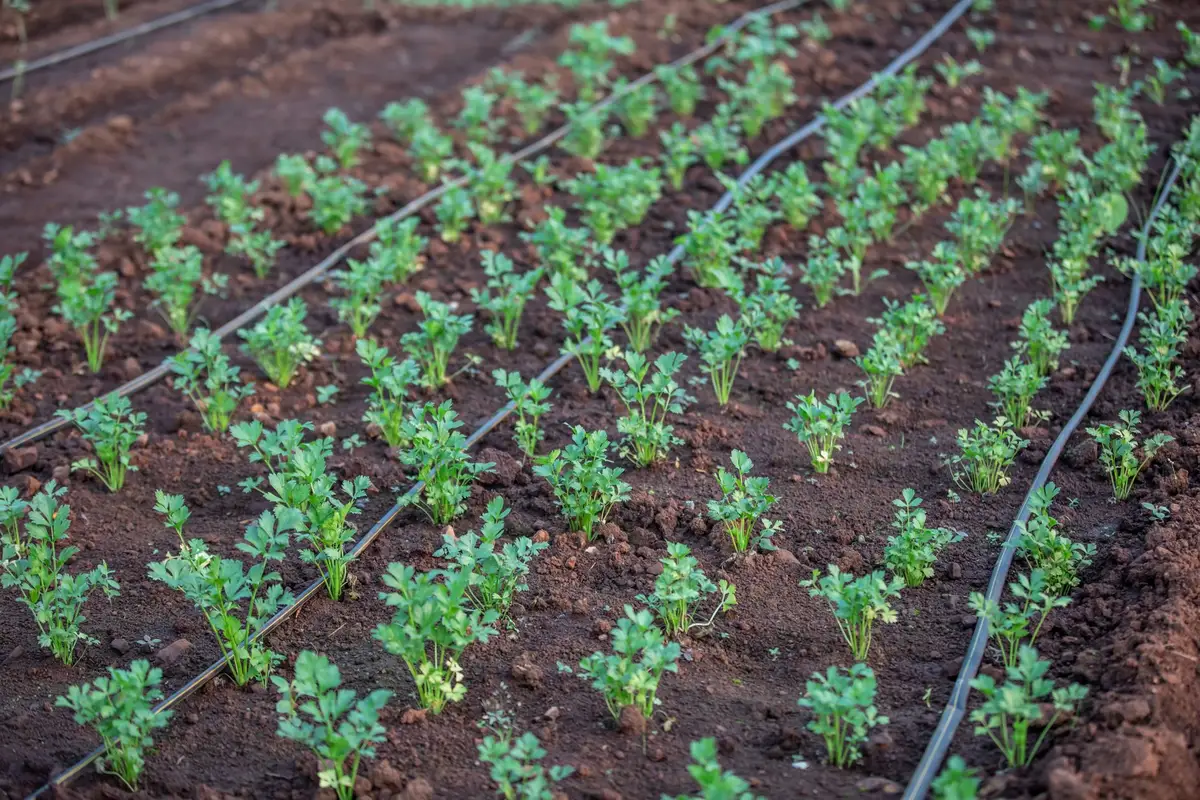 Système d'arrosage goutte-à-goutte au pied des plants de potirons pour éviter le mildiou.