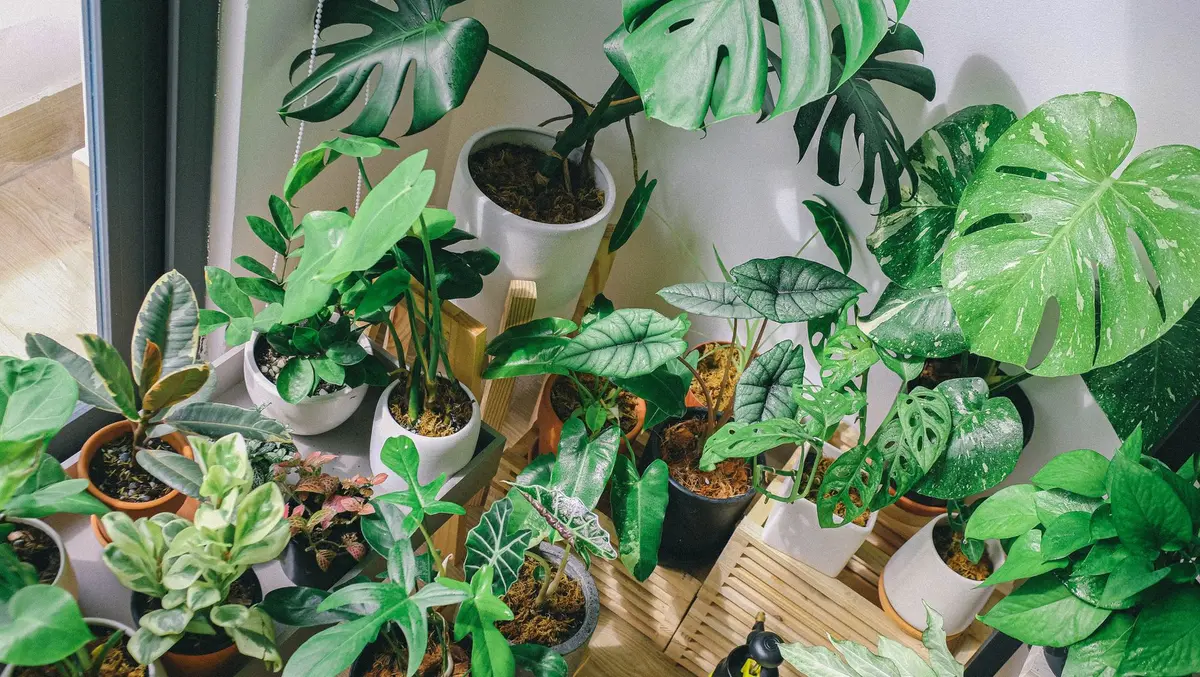 Plantes tropicales avec grandes feuilles décoratives et contrastées
