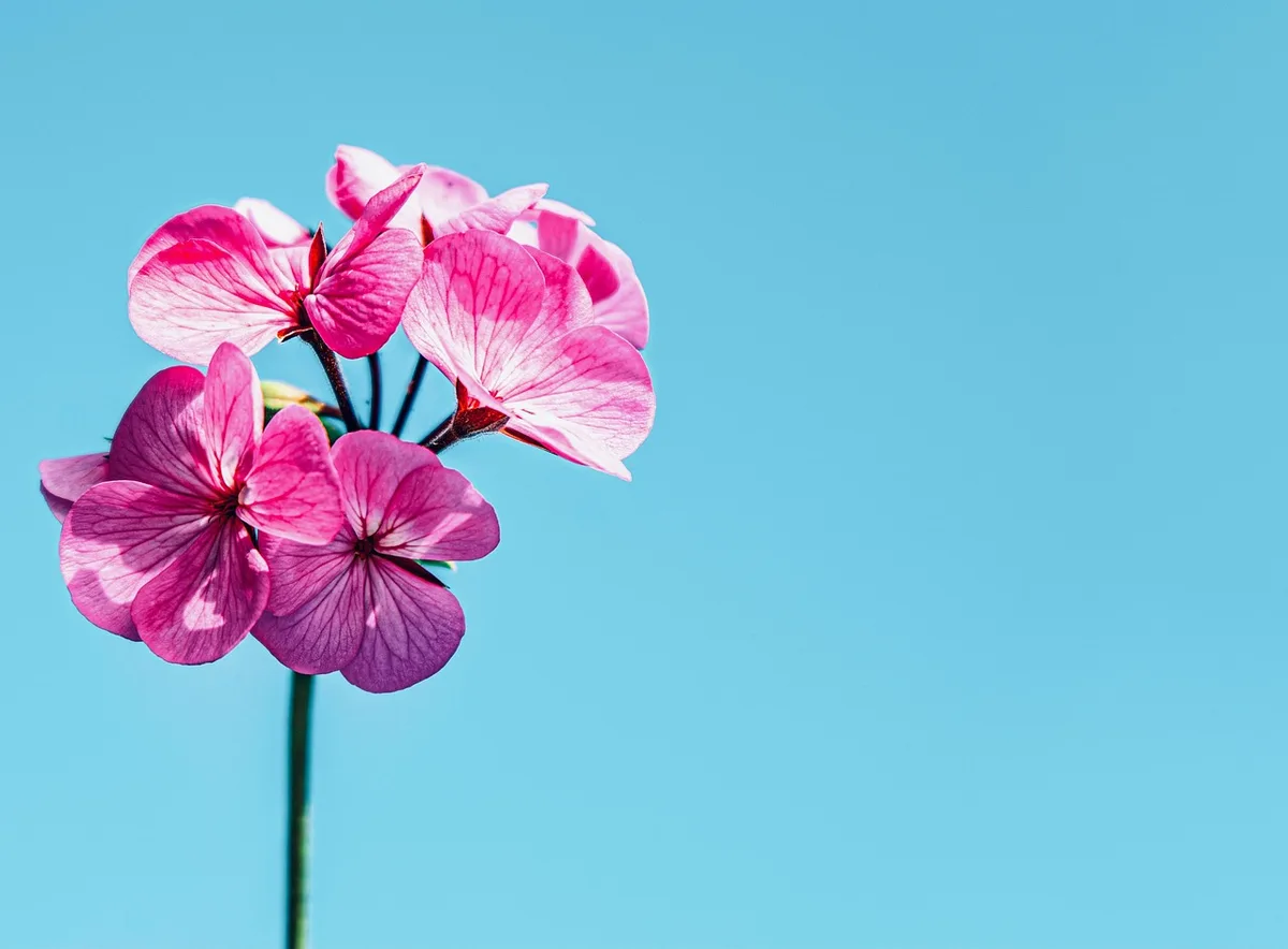 Main coupant une tige de muflier pour préparer un bouquet