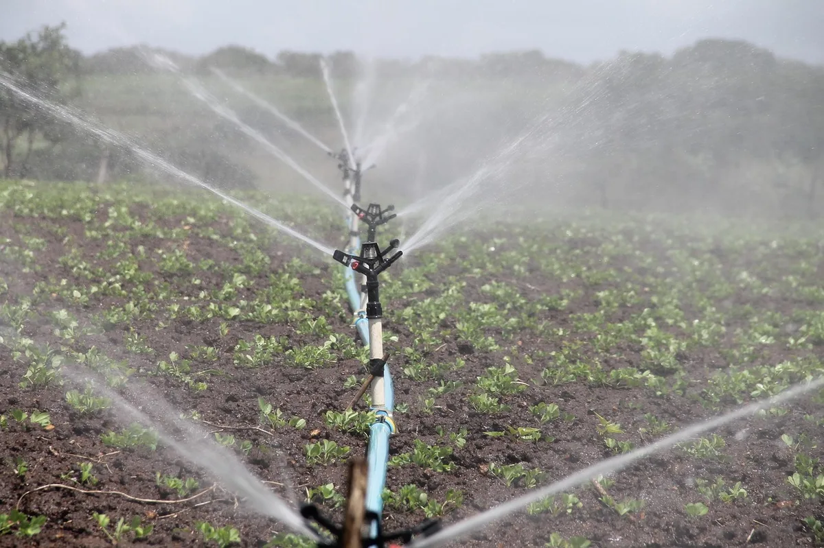Installation de goutte-à-goutte sur un bac surélevé en plein jour