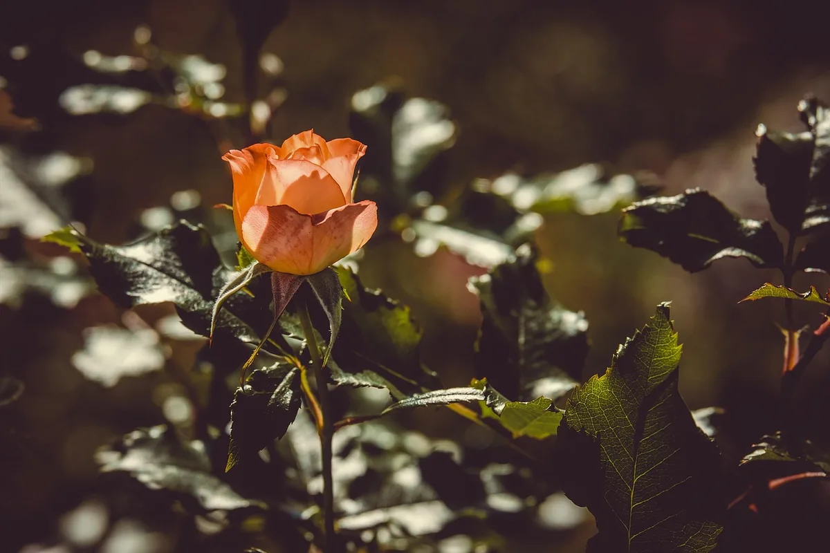 Arceau végétal en journée couvert de rosiers grimpants le long d'une allée