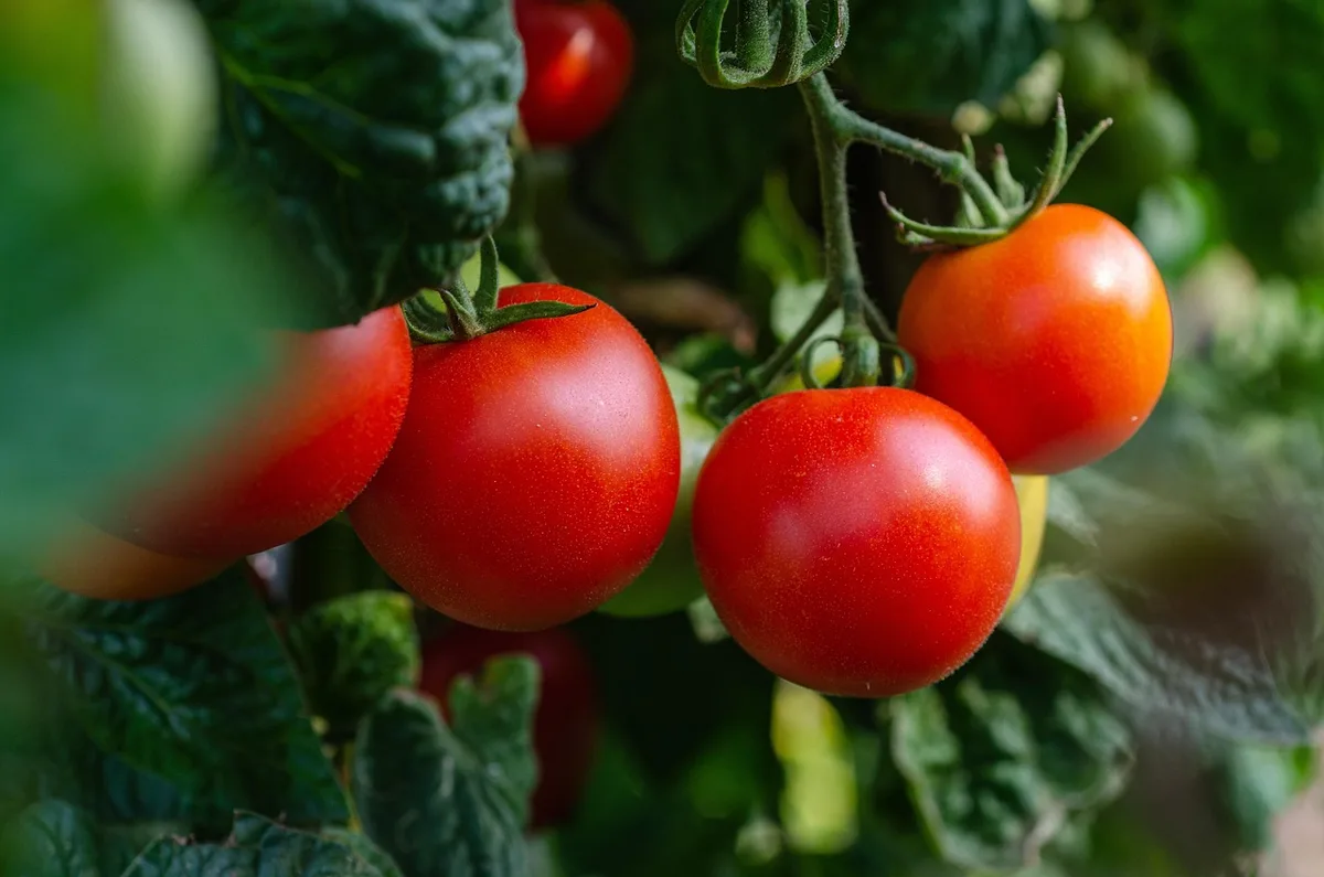 Tomates mûres sur le plant prêtes à être cueillies