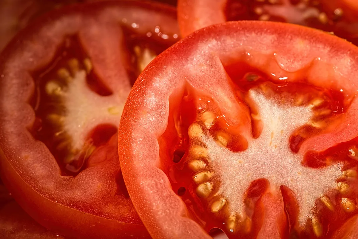 Treillis vertical soutenant tomates cerises et concombres dans un potager