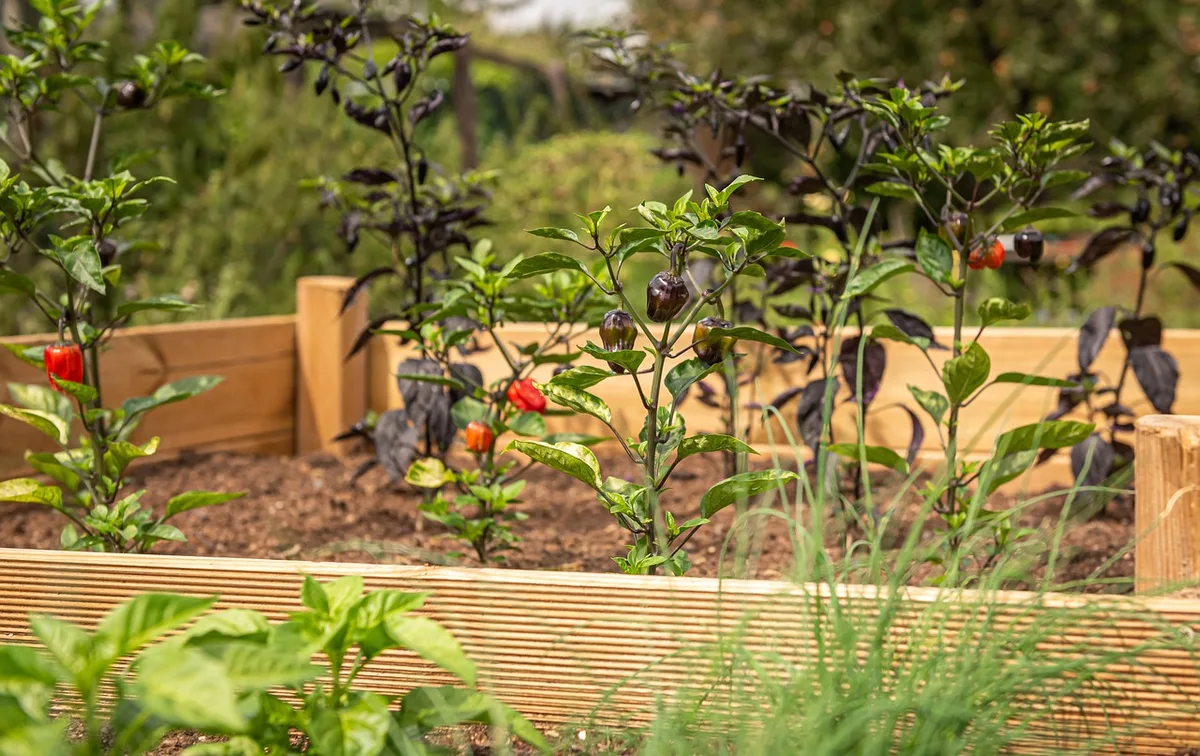 Bacs de jardin surélevés en bois et métal pour protéger les plantes
