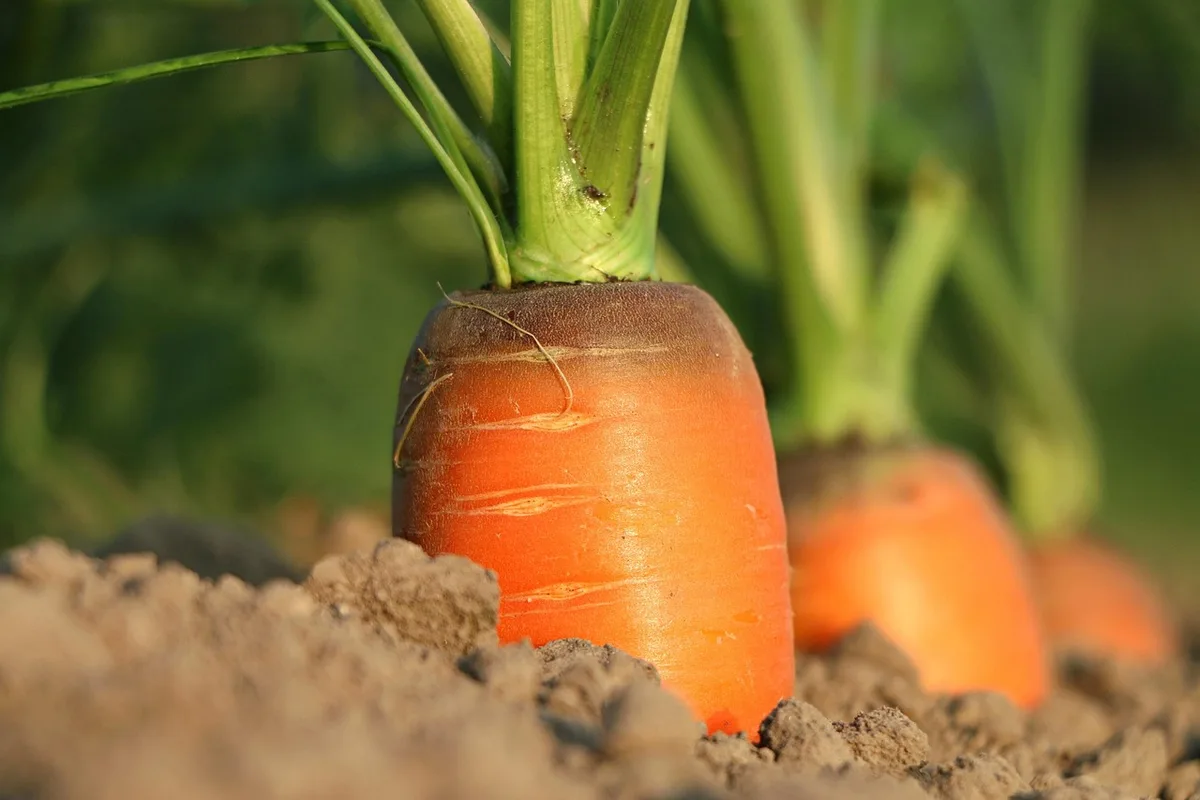 Carottes tordues et ramifiées sortant d'une terre compacte