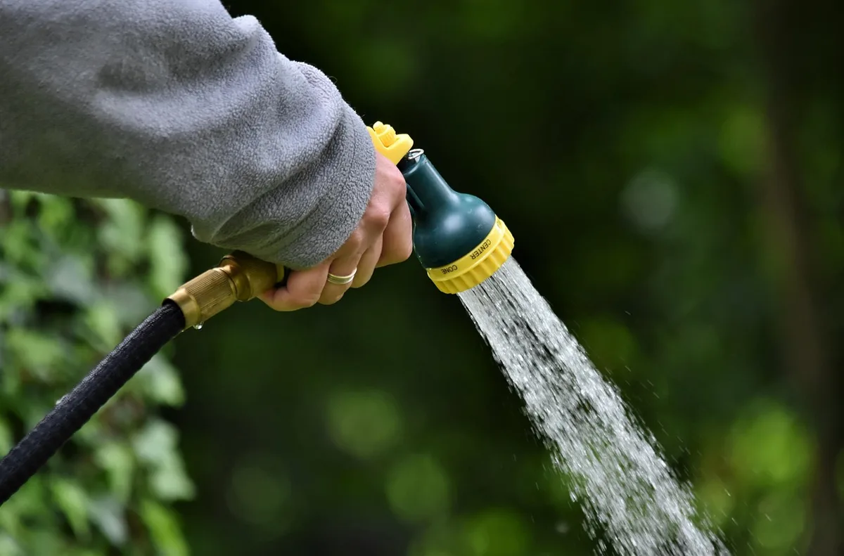 Système d'irrigation goutte à goutte arrosant des plants de légumes au potager