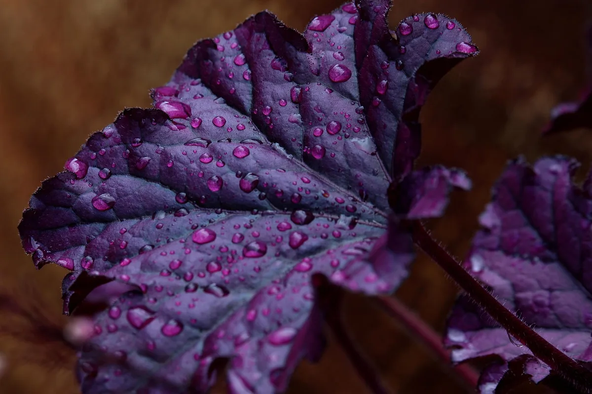 Têtes d'ail plantées en bordure d'un lit de laitues dans un potager