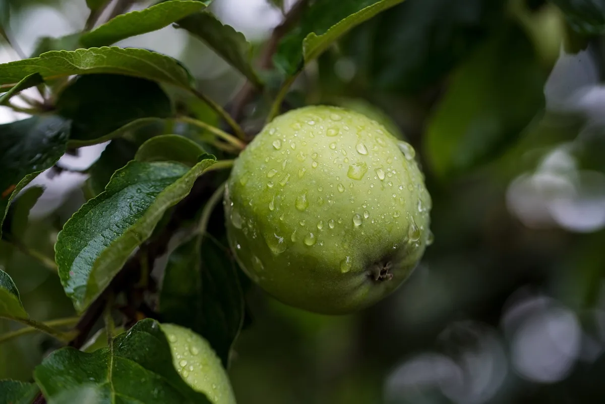 Structure walk-in recouverte d'un filet protégeant des arbres fruitiers