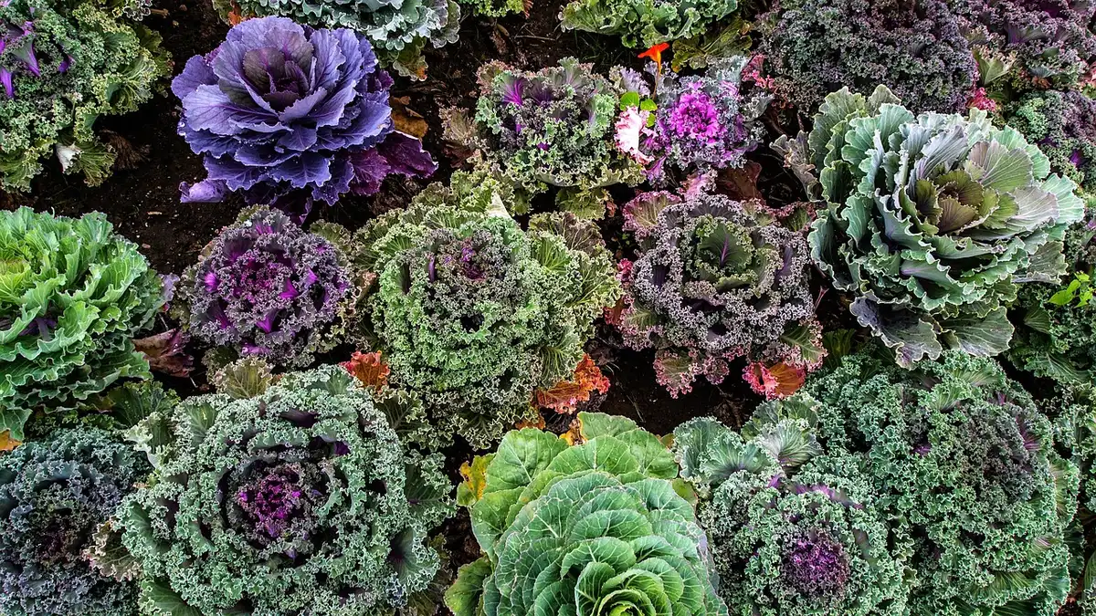 Pot-au-feu mijoté lentement au four avec légumes et viande dans un plat en céramique