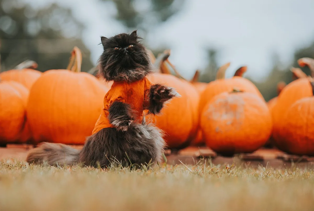 Citrouilles décorées avec des feuilles d'automne et éléments naturels pour projets DIY saisonniers