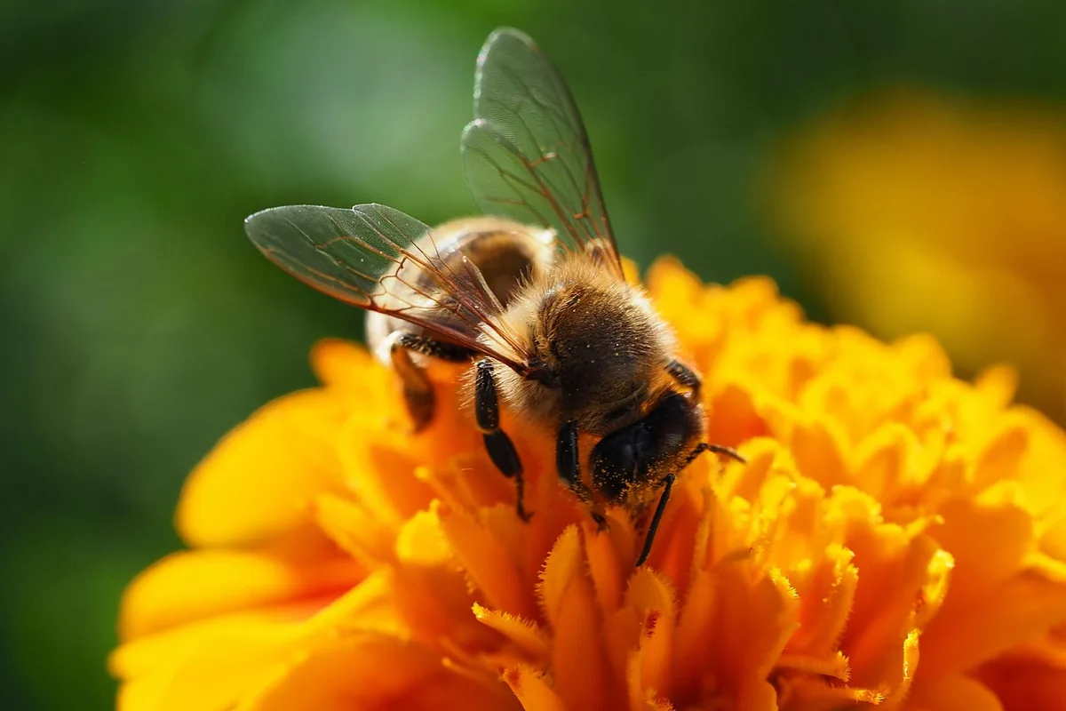 Abeille butinant une fleur composée dans un massif