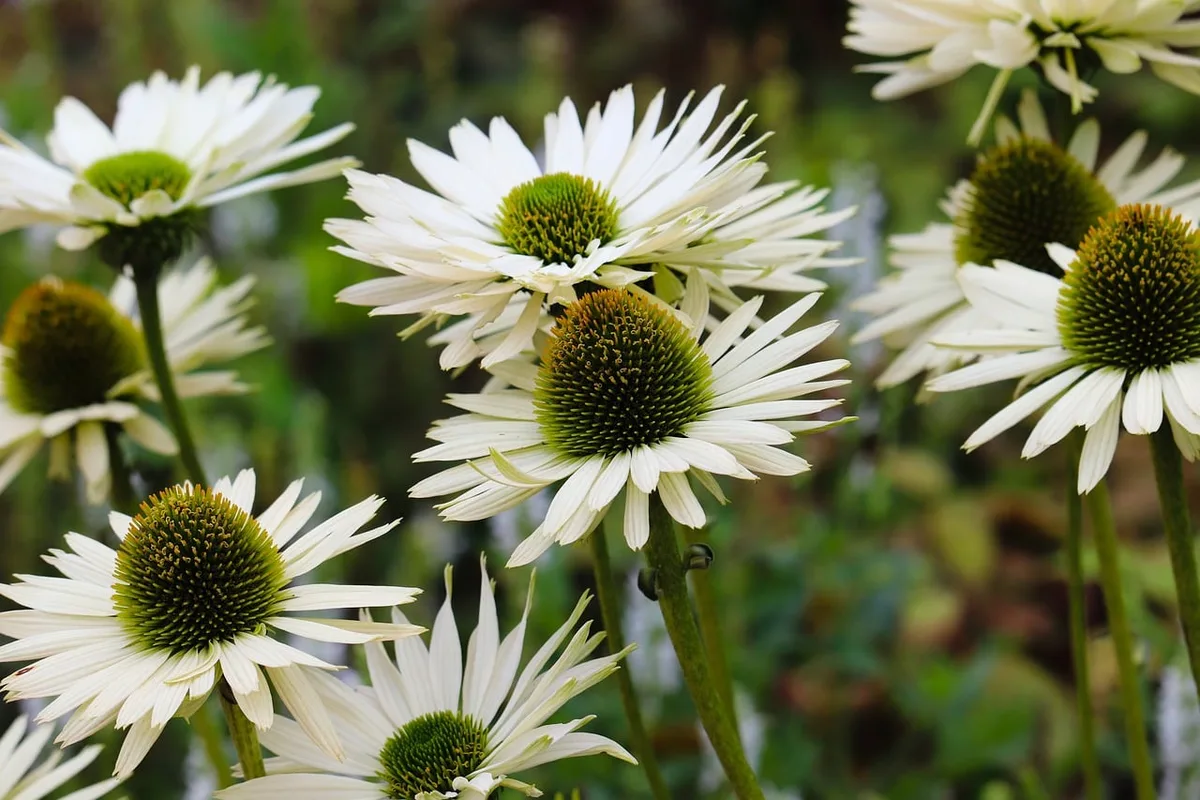 Fleurs blanches de floraison nocturne dans un jardin