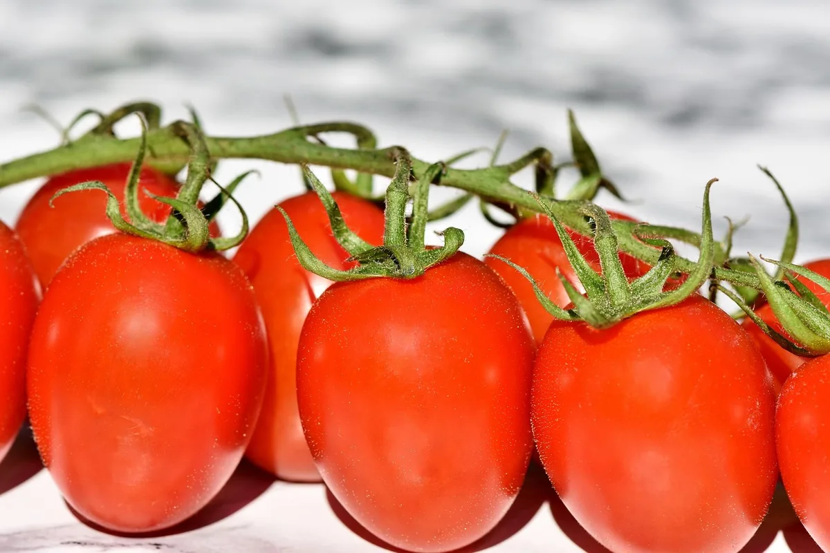 Treillages et structures verticales supportant des haricots grimpants et tomates dans un petit potager