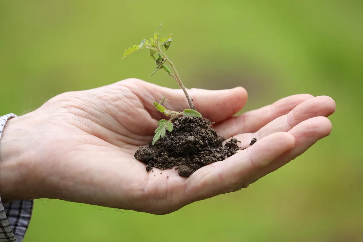 Cadre froid et voile de protection au-dessus de jeunes plants au printemps