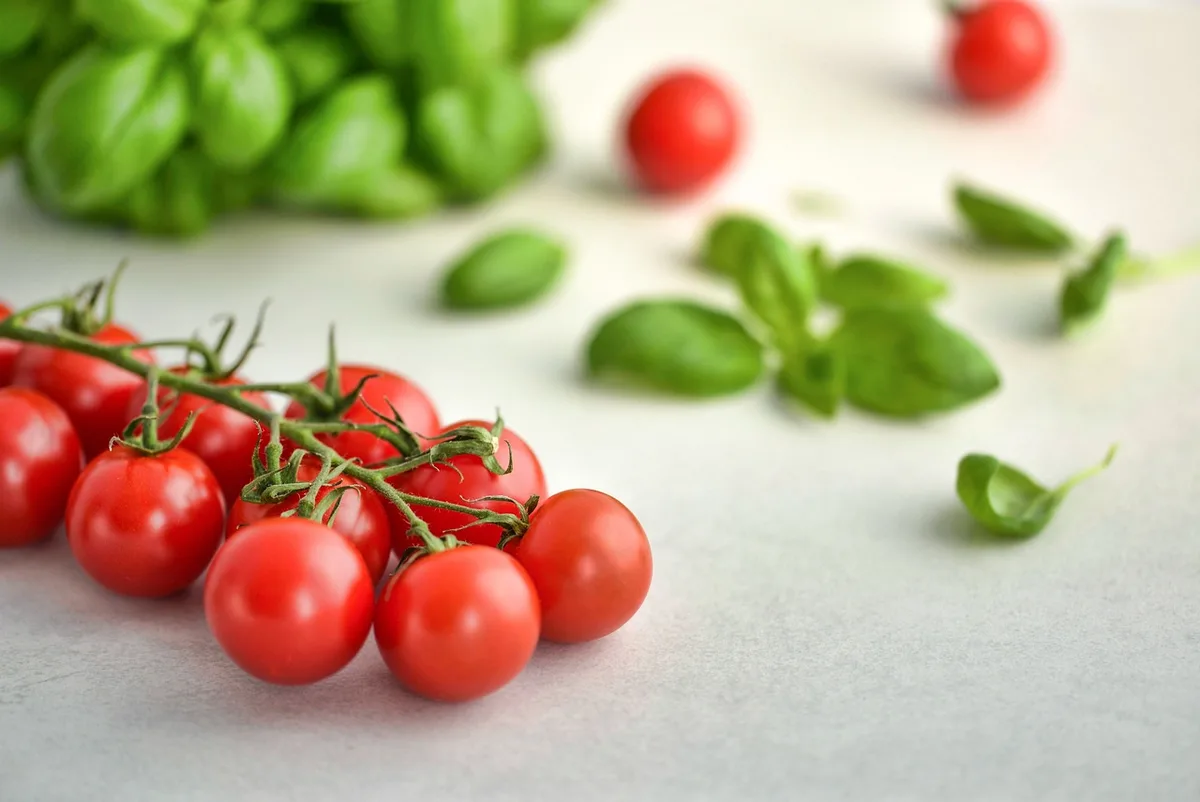 Basilic en bac à côté de plants de tomates en plein jour
