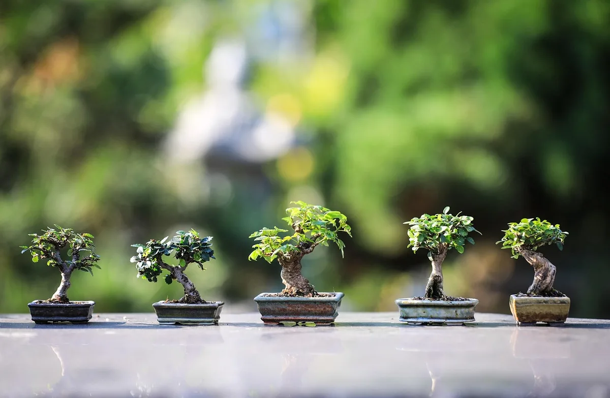 Citronnier en pot lumineux sur balcon prêt à fructifier