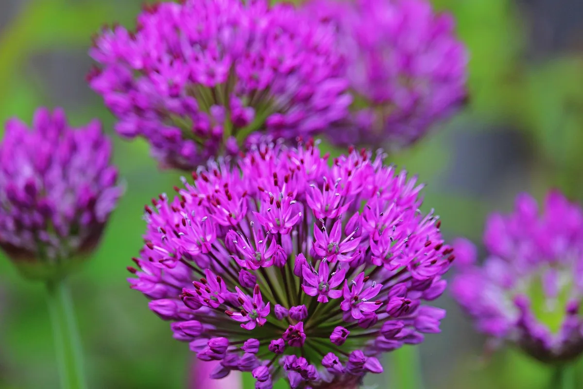 Main plantant des bulbilles d'oignon dans une parcelle ensoleillée