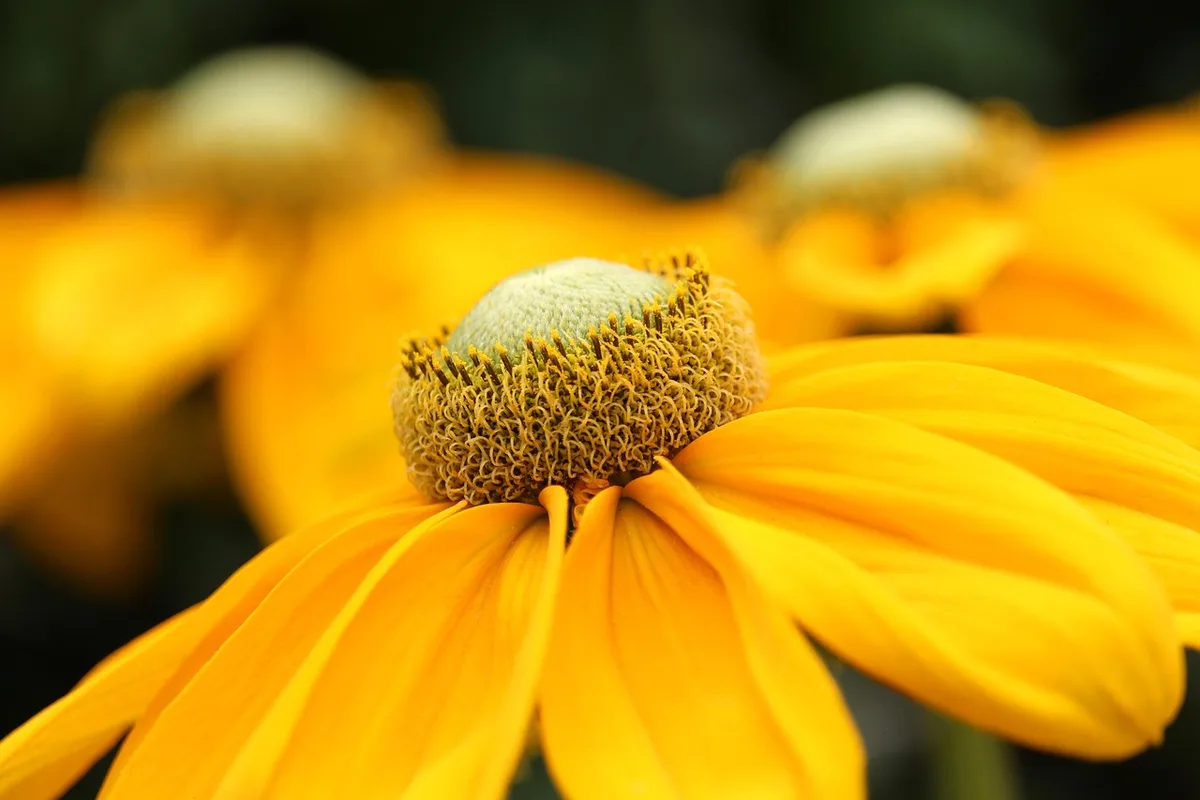 Bac surélevé en plein jour avec jardinière roulante et plantes coordonnées