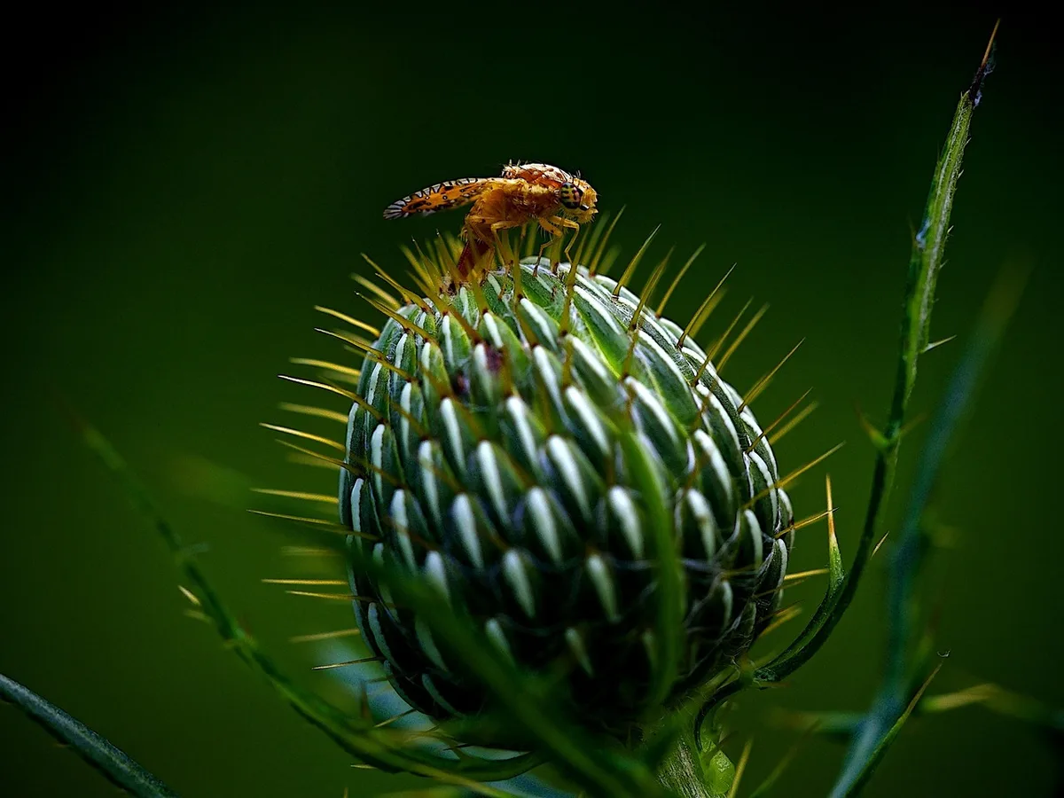 Massif avec différentes hauteurs de plantes pour créer de la profondeur