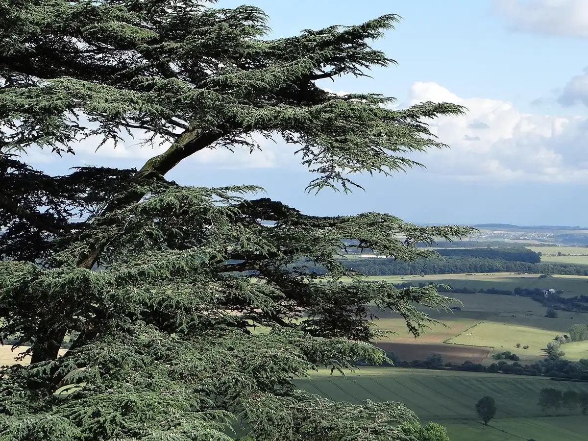 Manteau avec guirlande de cèdre et branches isolées posées sur l'arche