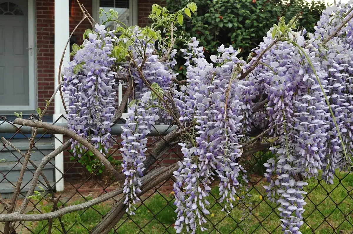 Treillis de jardin solide soutenant des tiges grimpantes en journée