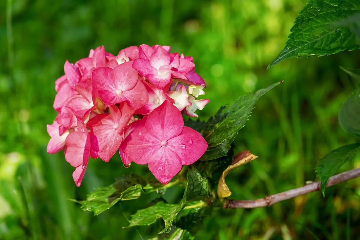 Mains anonymes disposant des tiges d'hortensias sur un manteau de cheminée en plein jour