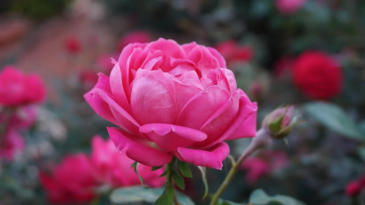 Différentes variétés de roses anciennes dans un pot, montrant pétales charnues