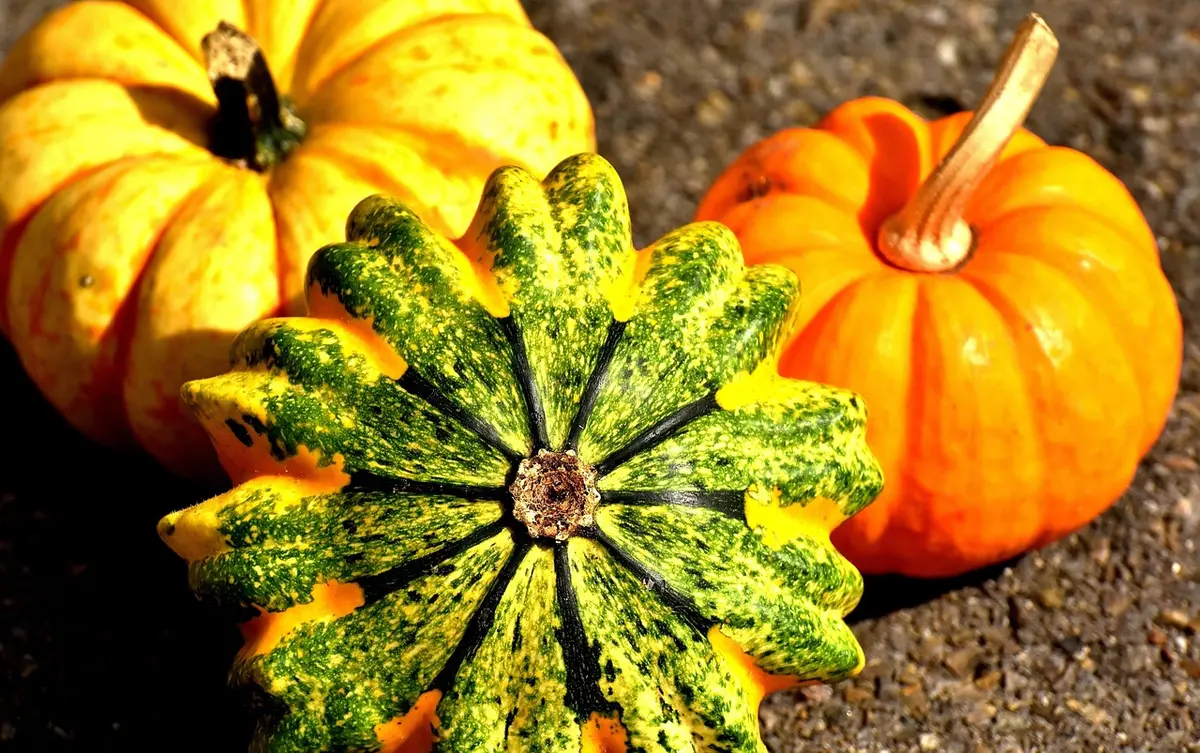 Plants de courge grimpant sur un treillis en plein jour