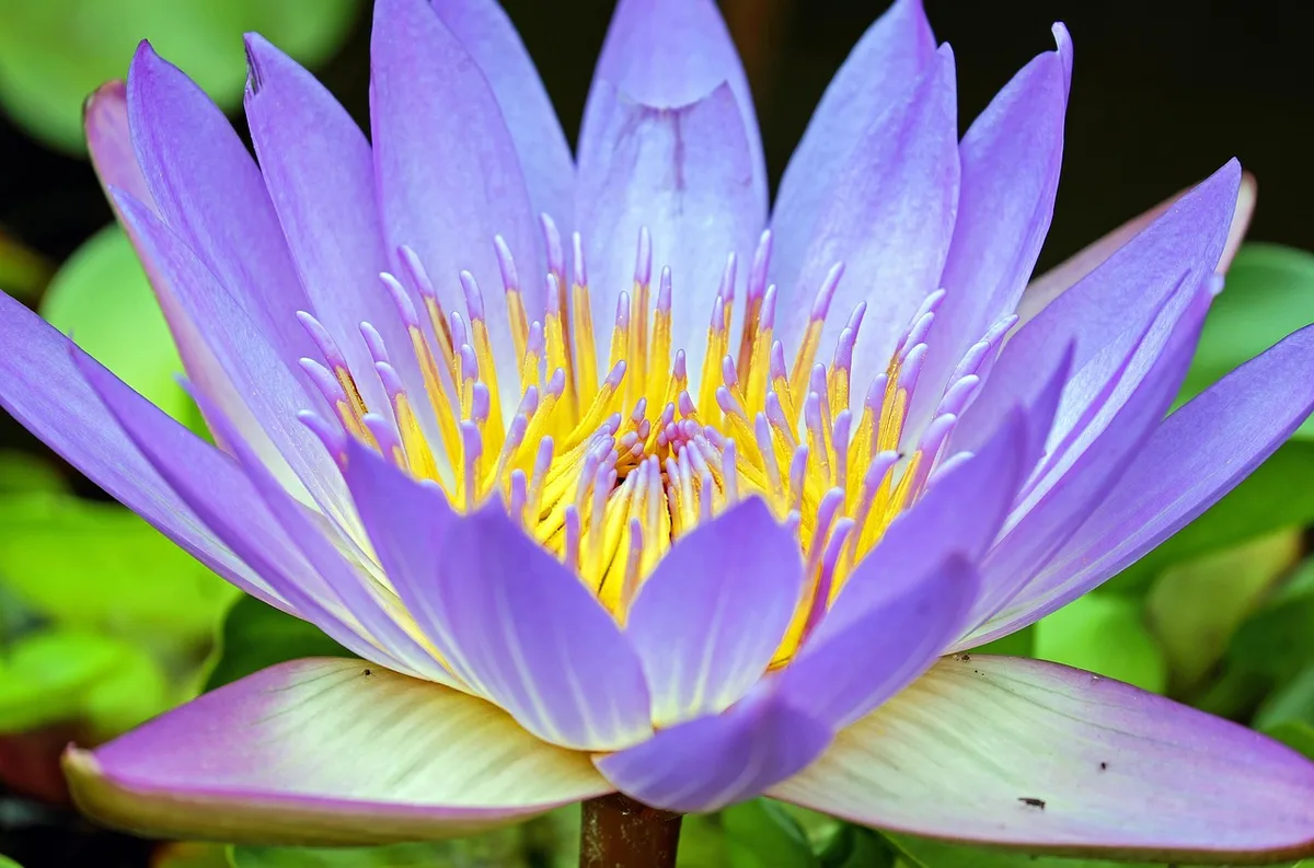 Gros plan sur plusieurs fleurs aux teintes très foncées dans un massif
