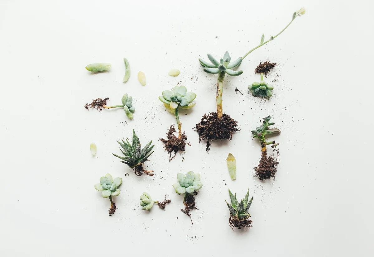 Main séparant des plantules d'une plante araignée pour rempotage