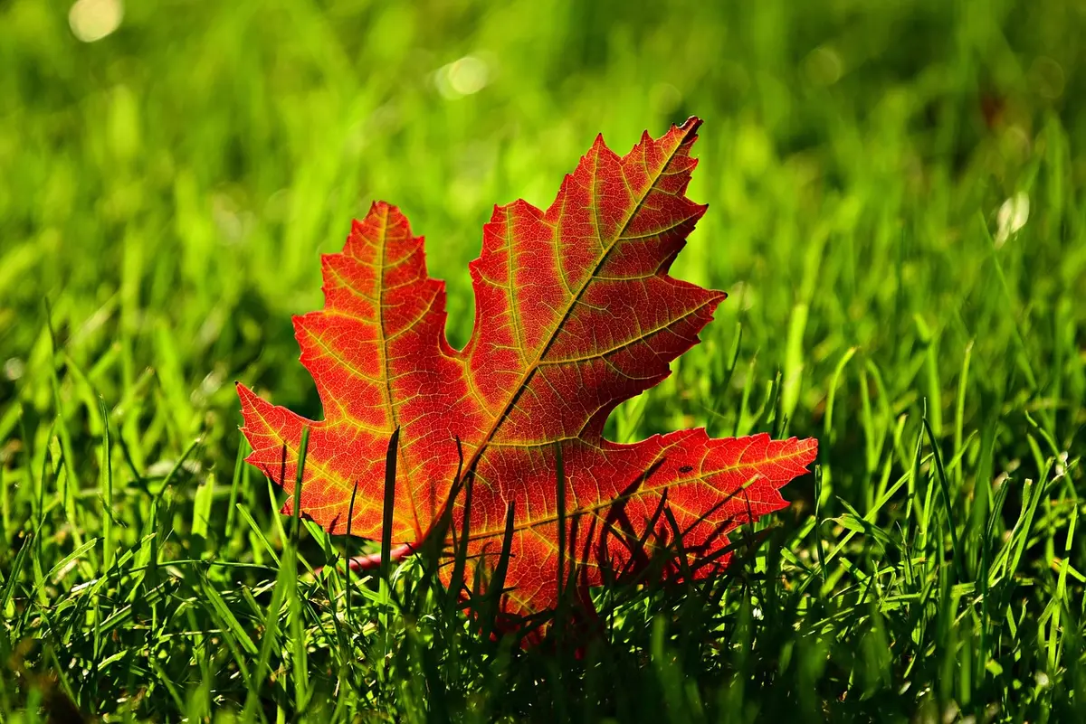 Ordinateur portable affichant une page de printables d'automne