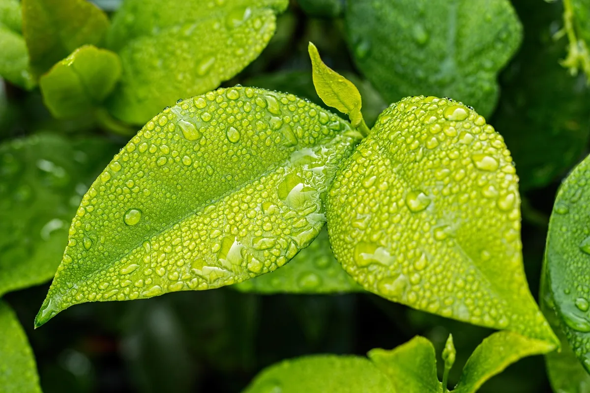Feuilles de taro en forme de flèche près d'un bassin