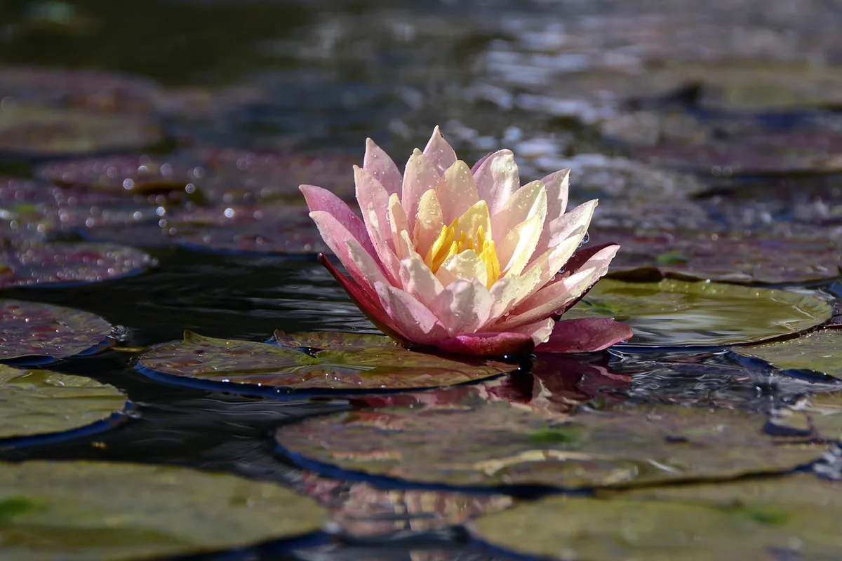 Jardinier arrosant des plantes à grandes feuilles en plein jour