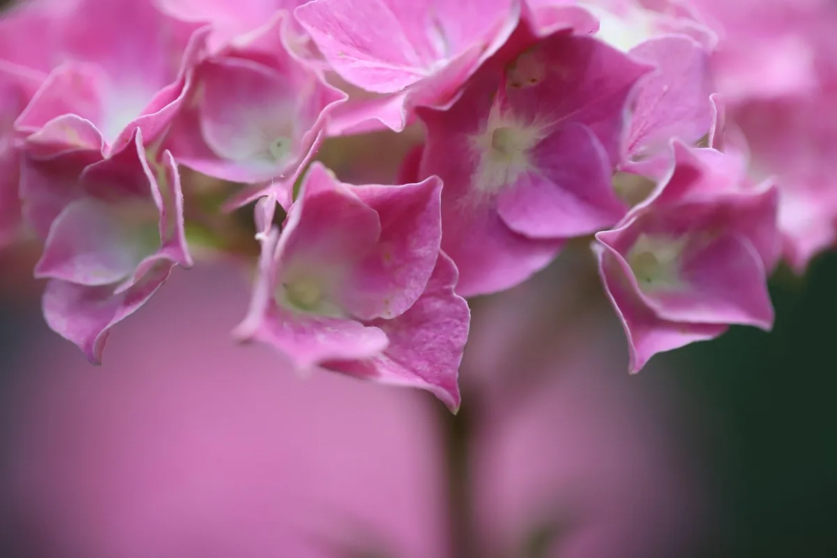 Différentes variétés d'hortensias en massifs montrant formes de fleurs variées