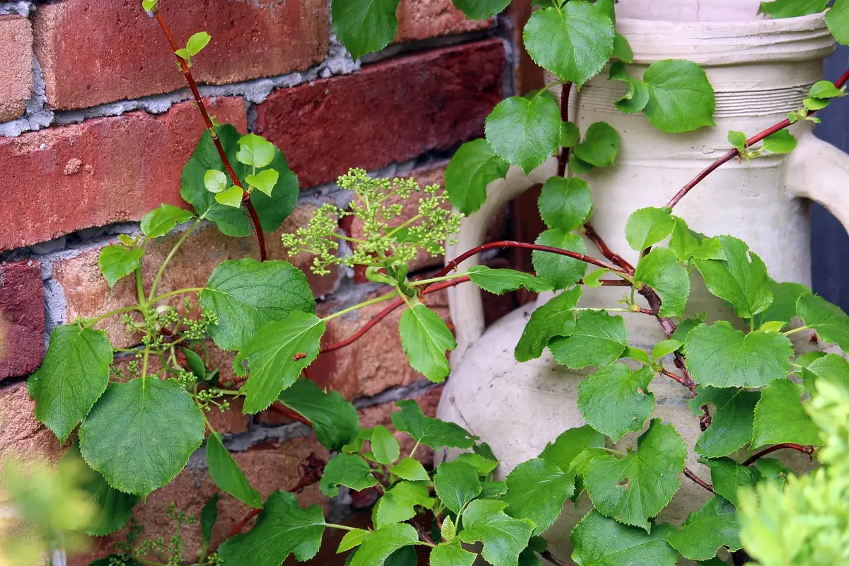 Hortensias compacts en pots sur un balcon ensoleillé