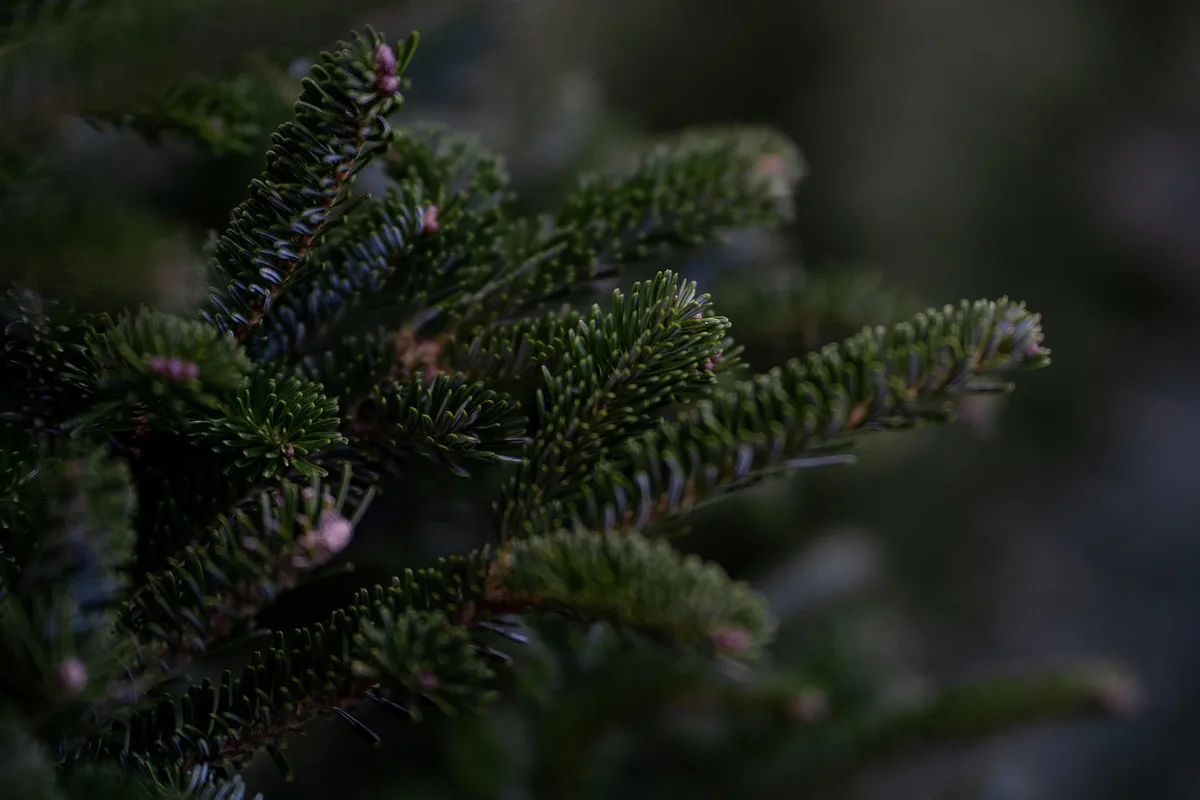 Sapin au feuillage dense et proportionné dans un salon lumineux