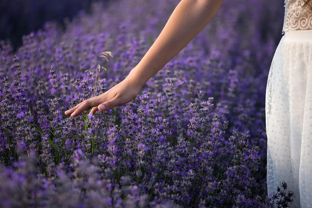 Massif fleuri avec herbes hautes et tomates fournissant des perchoirs