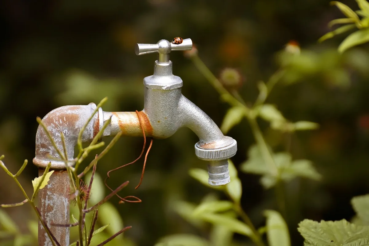 Lignes d'irrigation goutte-à-goutte installées le long d'une plate-bande