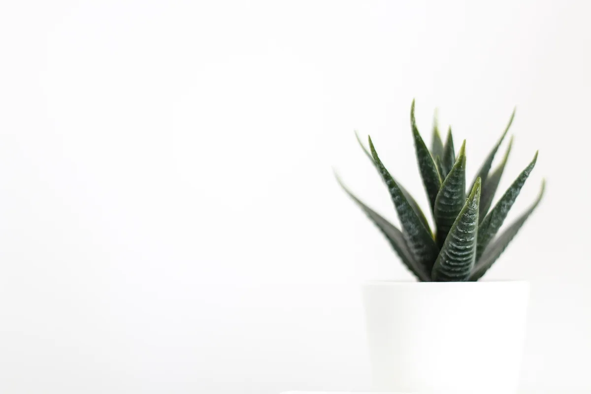 Pot avec plantes retombantes le long du bord du contenant